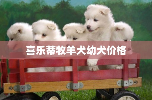 喜乐蒂牧羊犬幼犬价格